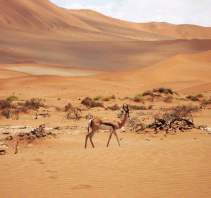 royal mirage desert safari